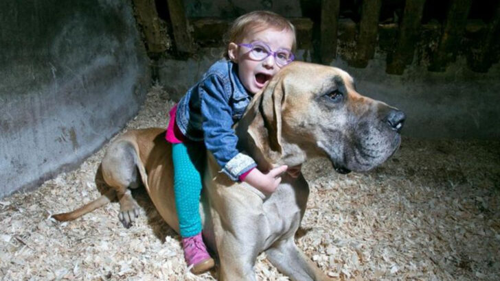 17 Dog Breeds That Instinctively Protect Children—Even Without Training