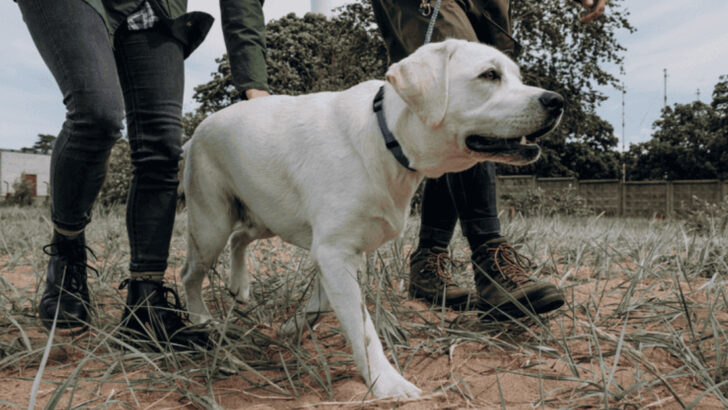 17 Dog Breeds for Owners Over 60 Who Still Hike Every Weekend