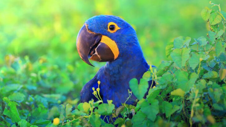 17 Exotic Birds That Don’t Fit In Anywhere — and Are More Beautiful for It