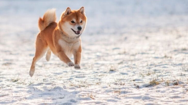17 Facts About the World’s Oldest Dog Breeds Still Around Today