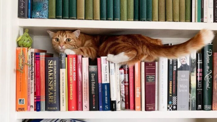 17 Places Cats Love to Hide—And Why Each Spot Reveals a Different Side of Their Personality
