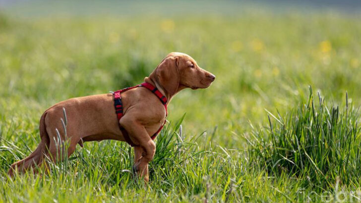 17 Types of Puppies That Are Most Likely to Run Away
