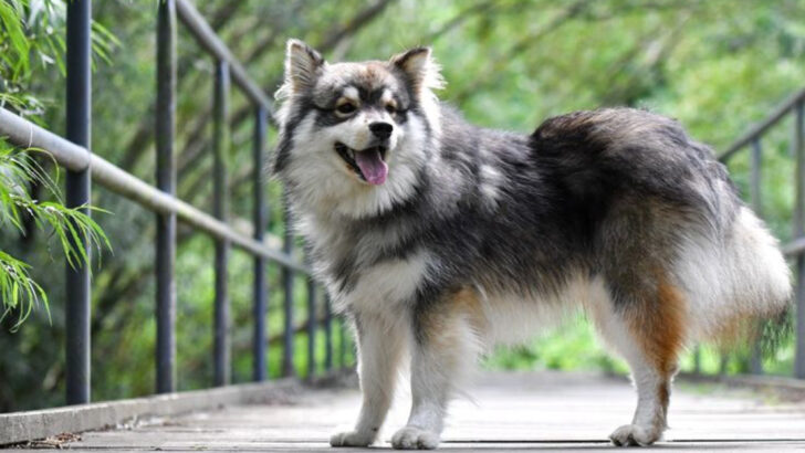 18 Dog Breeds That Are Wildly Popular in Other Countries—But Rare in the U.S.