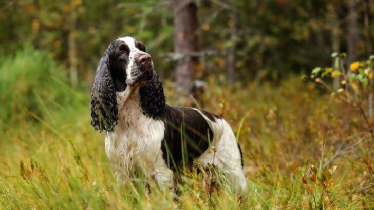 18 Dog Breeds That Remember Faces for Life (And Never Forget a Friend or Foe)