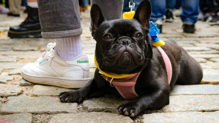 18 Dog Breeds That Were Brought to America by Immigrants (And How They Changed)