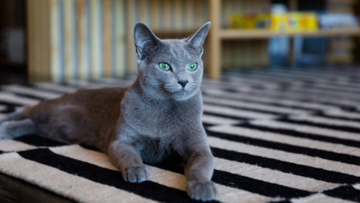18 Old-School Cat Breeds That Refused to Be Replaced by Modern Favorites