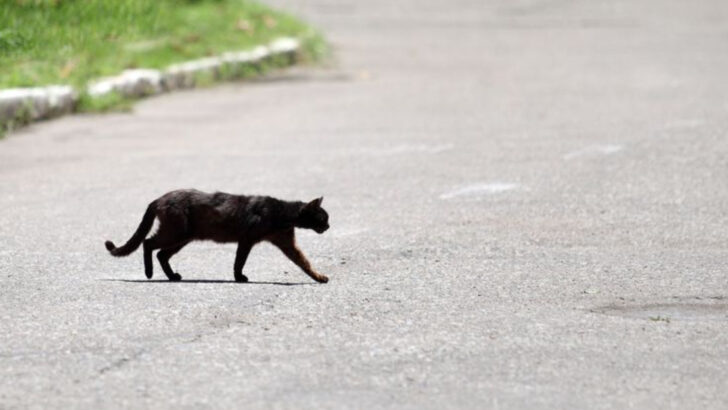 18 Outdated Pet-Care Myths You Should Avoid in 2025