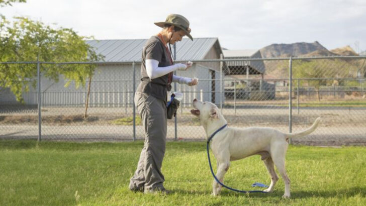 18 Outdated Training Tips Dog Owners Over 50 Should Leave Behind in 2025
