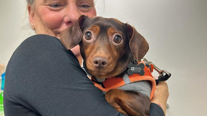 18 Rescue Dogs With Fuller Hearts Than Anyone Ever Expected