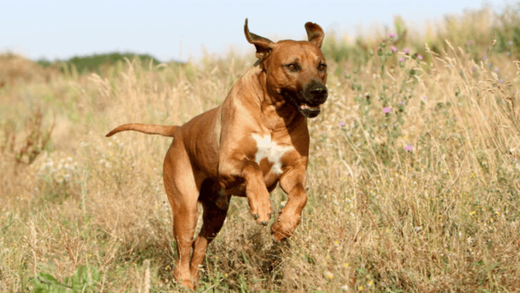 18 Resilient Dog Breeds That Can Take a Beating and Keep Going