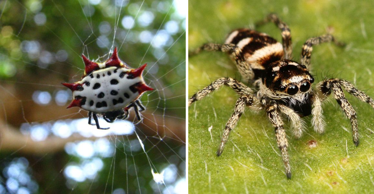 18 Spiders That Call Texas Home (And Which Ones to Avoid) - Exploring ...