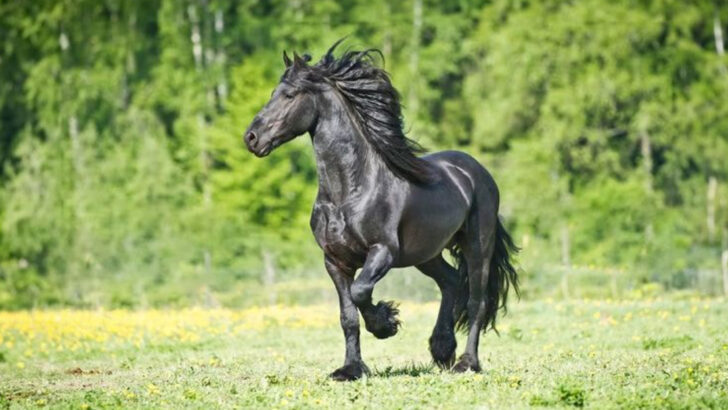 18 Surprising Facts About the Friesian Horse—The Living Legend of Black Beauty