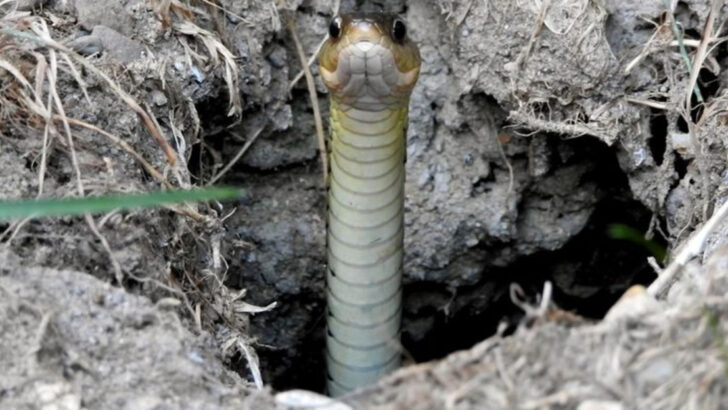 18 Unexpected Benefits Snakes Bring to Your Local Ecosystem
