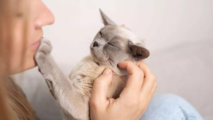 19 Cat Breeds That Sense Your Mood Before You Even Speak