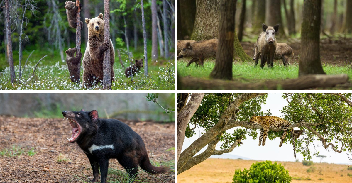 19 Dangerous Animals You Never Want to Meet While Hiking - Exploring ...