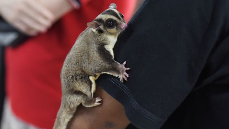 19 Small Pets Grandparents Are Choosing for the First Time in Their 70s