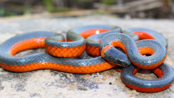 19 Snakes You Might See in California (5 Are Seriously Venomous)