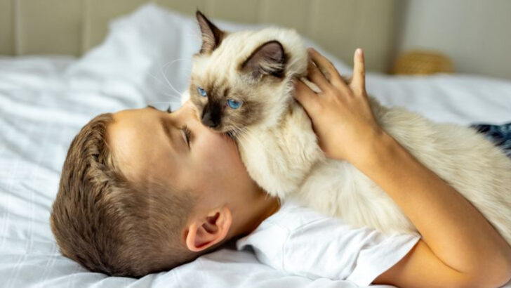 20 Cat Breeds That Were Practically Made for Cuddling