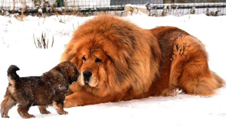 20 Dog Breeds So Large People Should Stay Away From Them