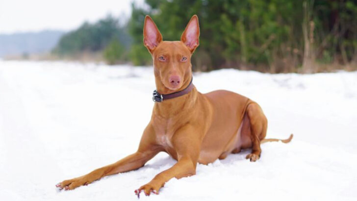20 Dog Breeds That Are Wildly Popular Online—But Rarely Seen in Real Life