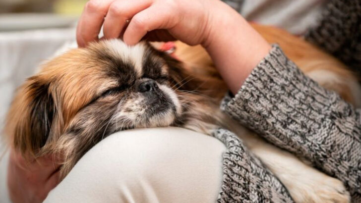 20 Dog Breeds That Were Practically Made for Cuddling