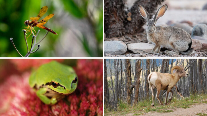 20 Most Amazing Animals in Sequoia National Park