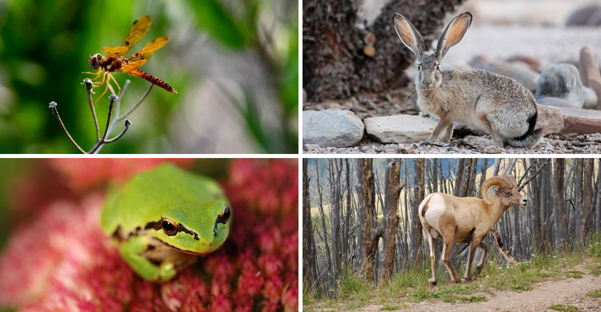20 Most Amazing Animals In Sequoia National Park Exploring Animals 20 Most Amazing Animals In Sequoia National Park Exploring Animals