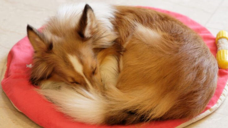 20 Questions Many Dog Owners Secretly Have