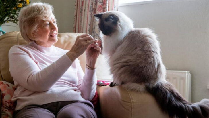 21 Cat Breeds That Are Beyond Perfect for Seniors Living Alone
