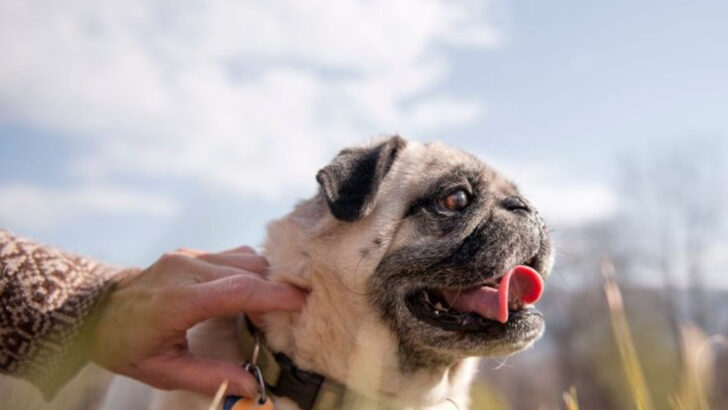 21 Dog Breeds Most Likely to Be Stolen in the US