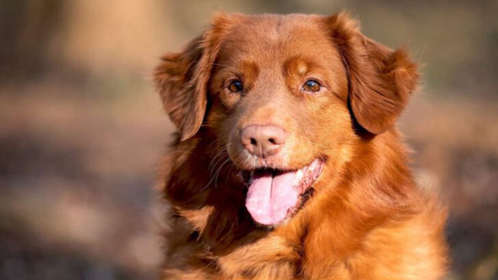 21 Gorgeous Red Dogs With Looks and Attitude to Match