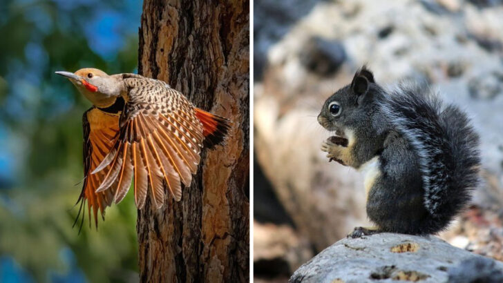 22 Fascinating Animals That Call Yosemite Home