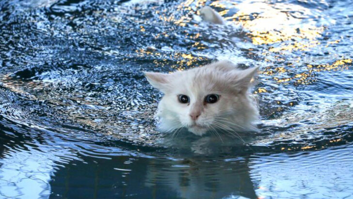22 “I’m Not Ready for the Lap-Cat Life” Breeds for Active Retirees