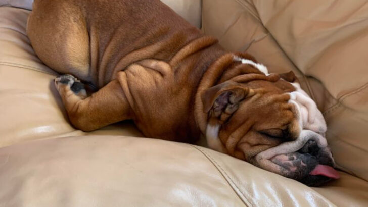 22 Most Laid-Back Dog Breeds That Never Seem to Stress About Anything