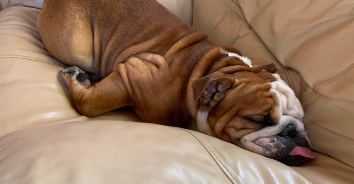 22 Most Laid Back Dog Breeds That Never Seem To Stress About Anything 
