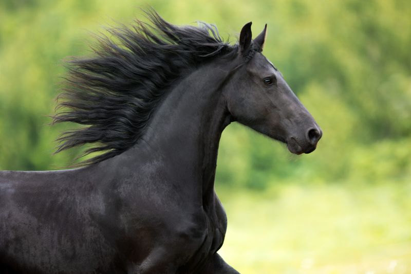 7. The Magnificent Mane and Tail
