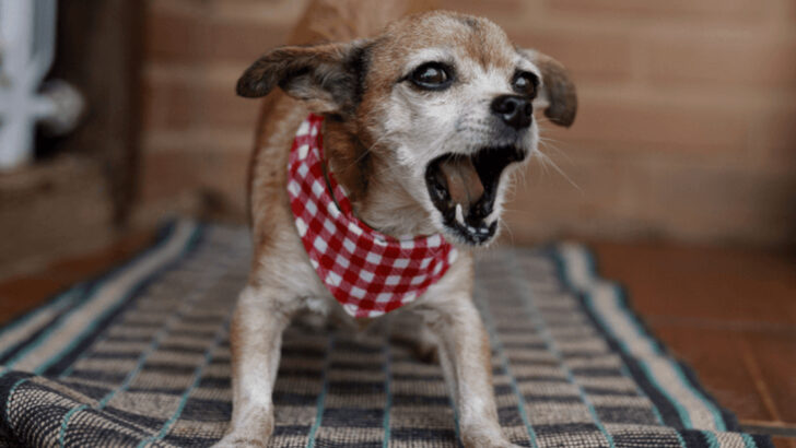 8 Dog Breeds That Are Totally Nightmare Roommates (And 8 Better Alternatives)