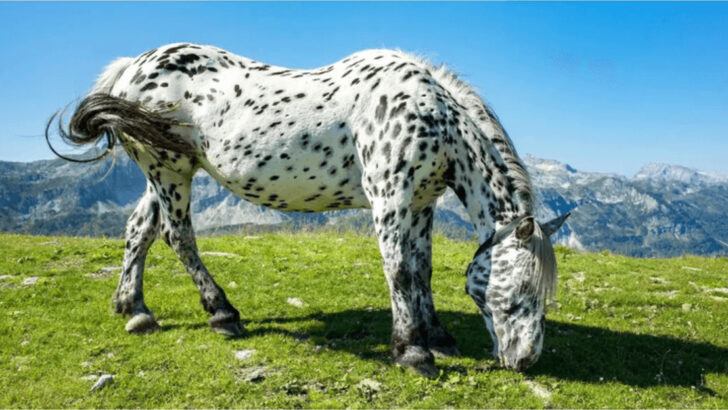 9 Horses That Shine in Shows (and 9 That Are Born for Farms)