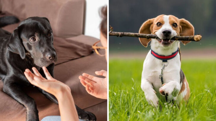 9 Things You Do That Annoy Your Dog—and 9 They Absolutely Adore