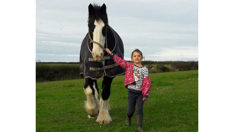A Gentle Giant's Heart