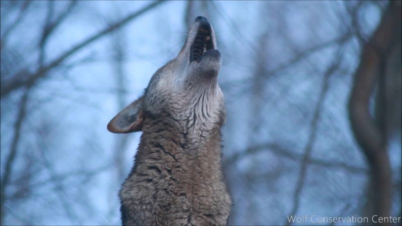 A Howl Like No Other