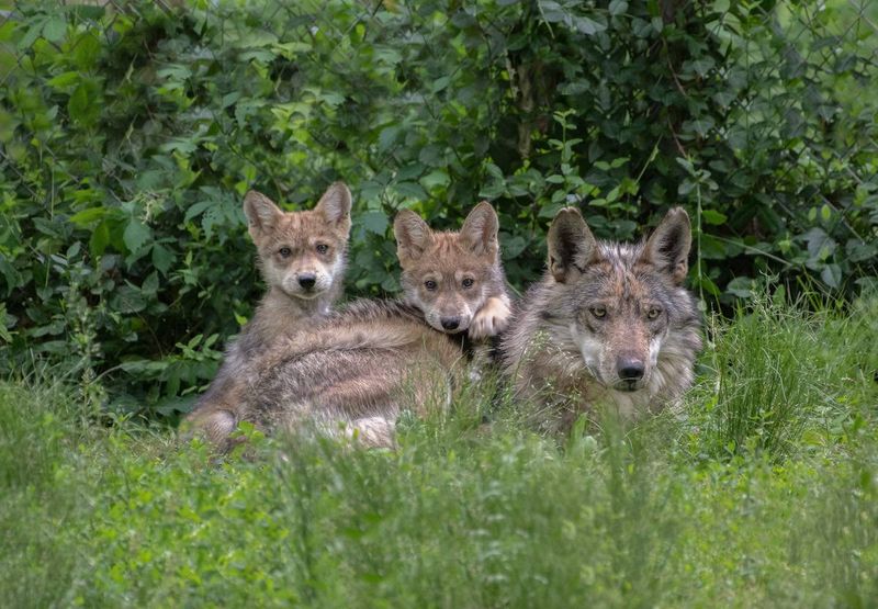 A Legacy of Interbreeding