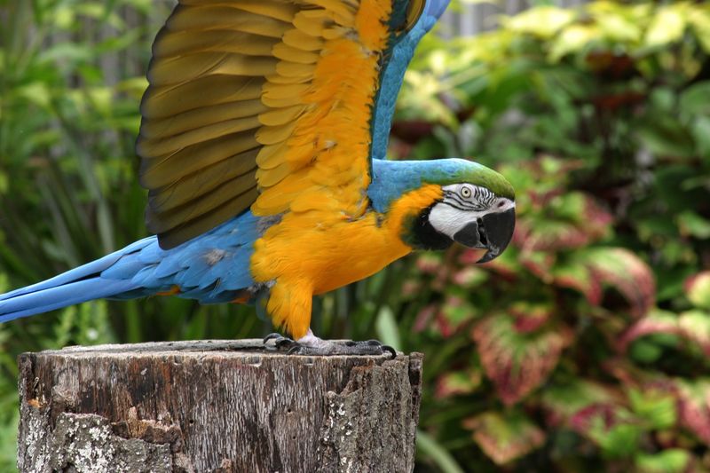 A Rainbow of Feathers