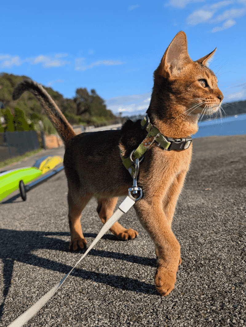 Abyssinian