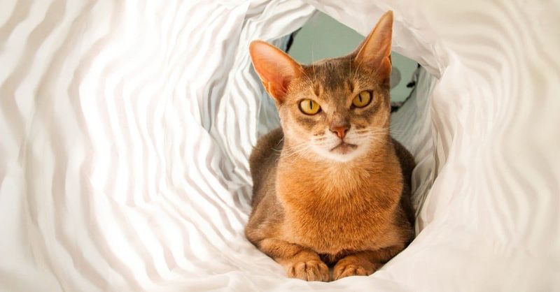 Abyssinian