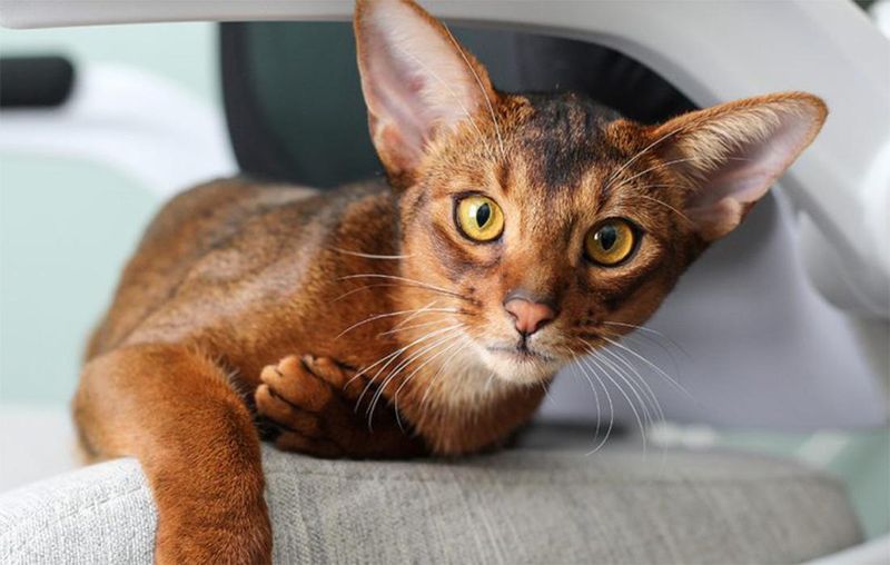 Abyssinian