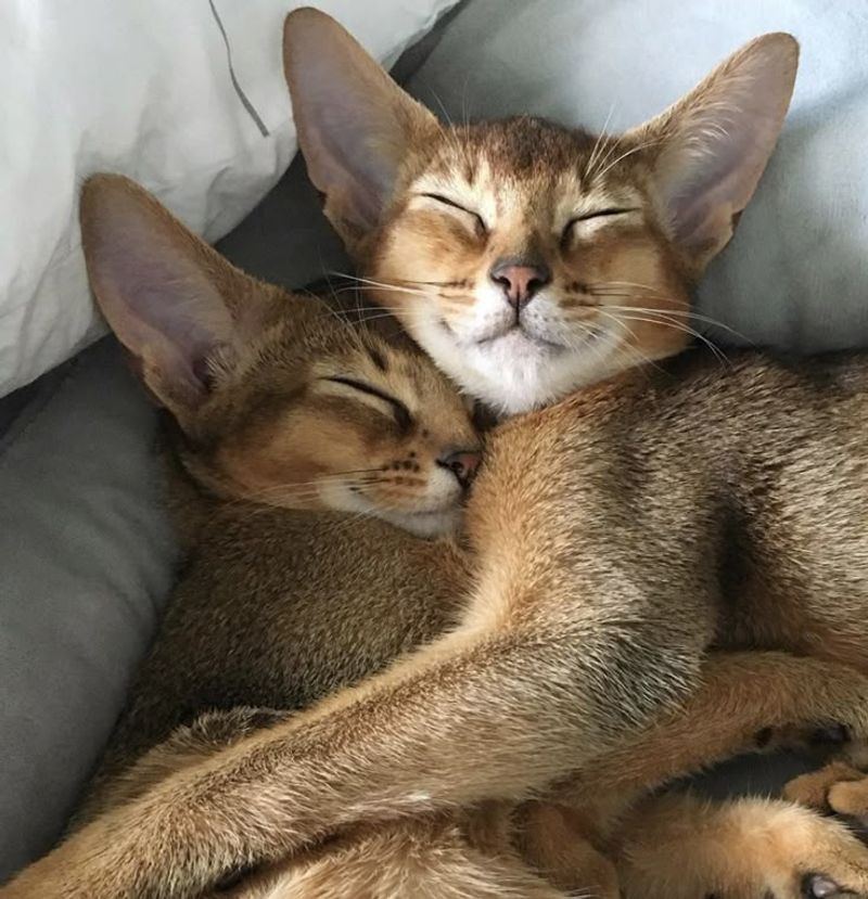 Abyssinian
