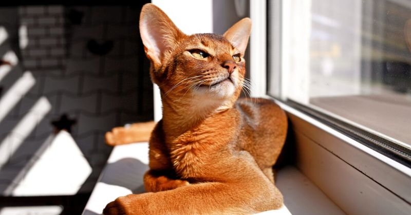 Abyssinian