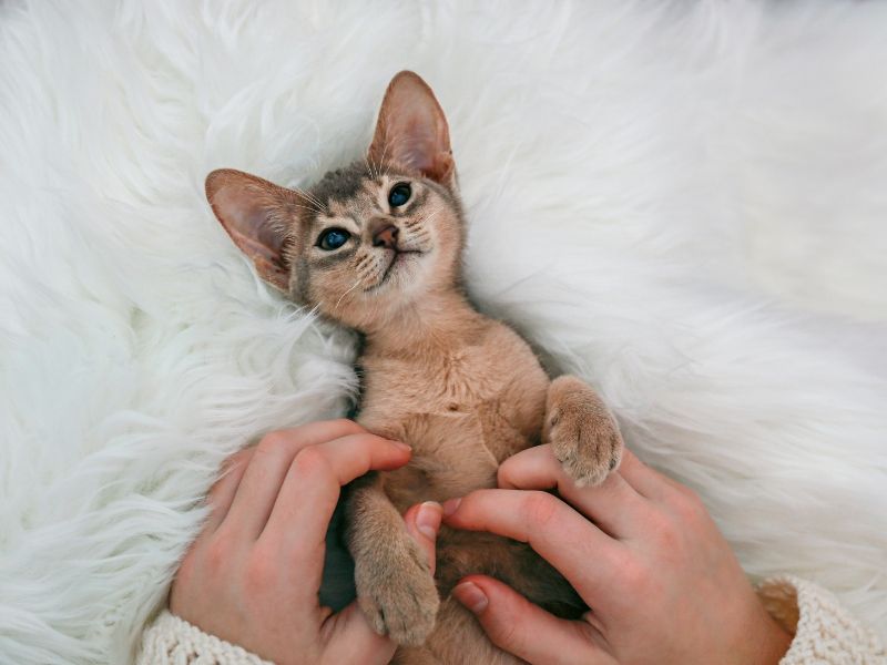 Abyssinian