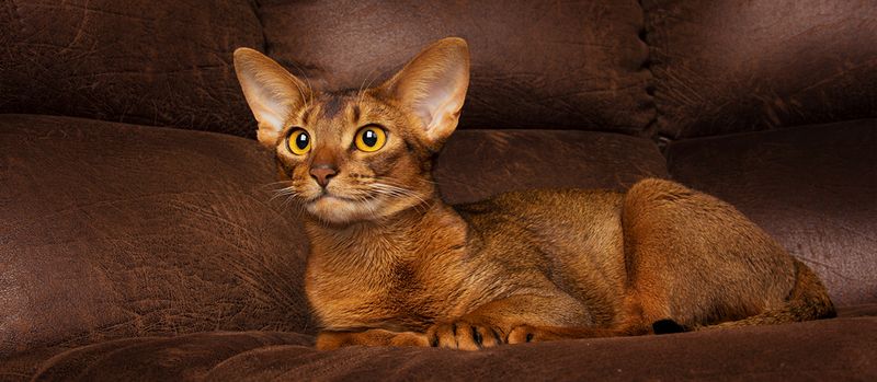 Abyssinian